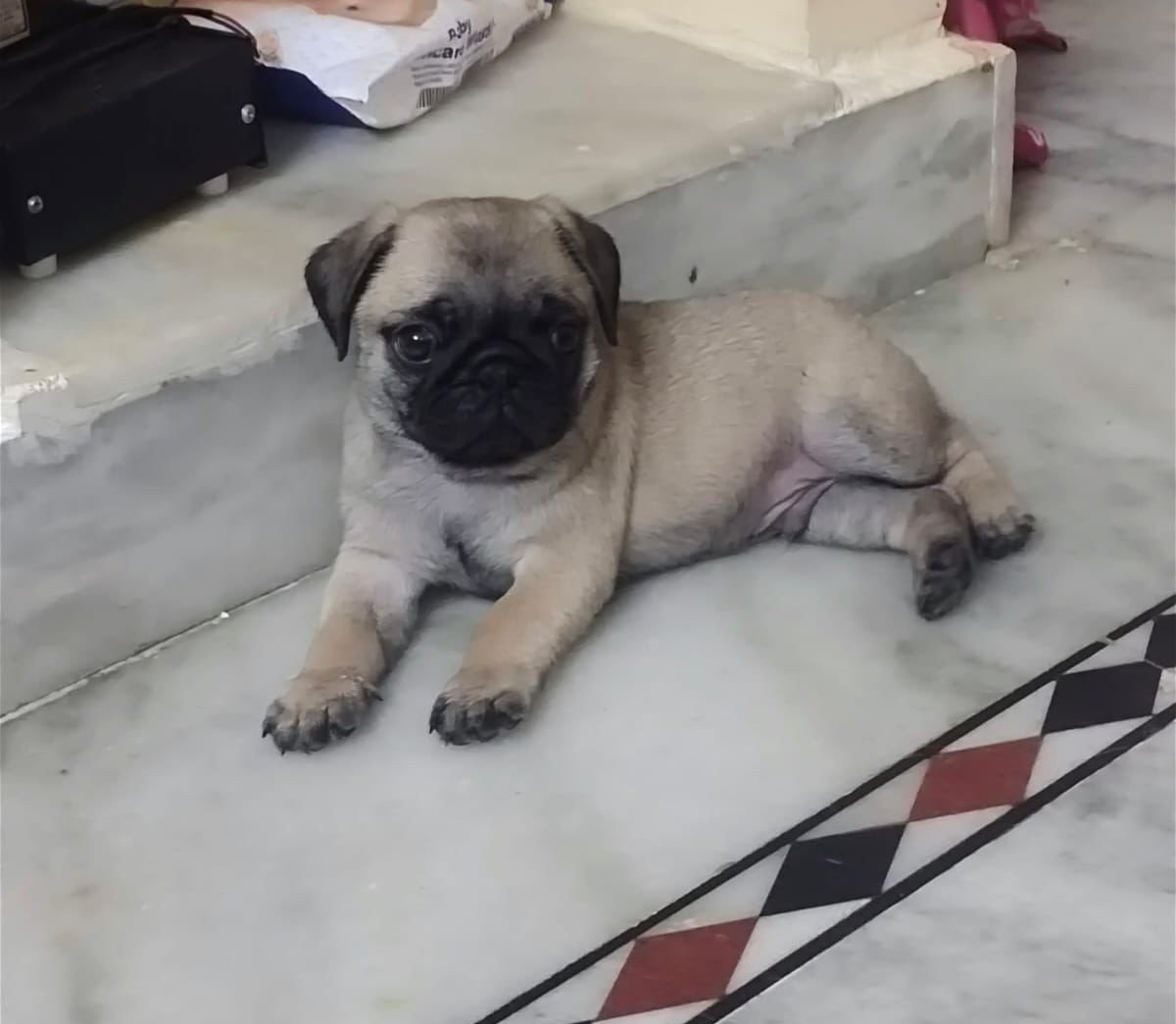 Pug Female price in Ahmedabad