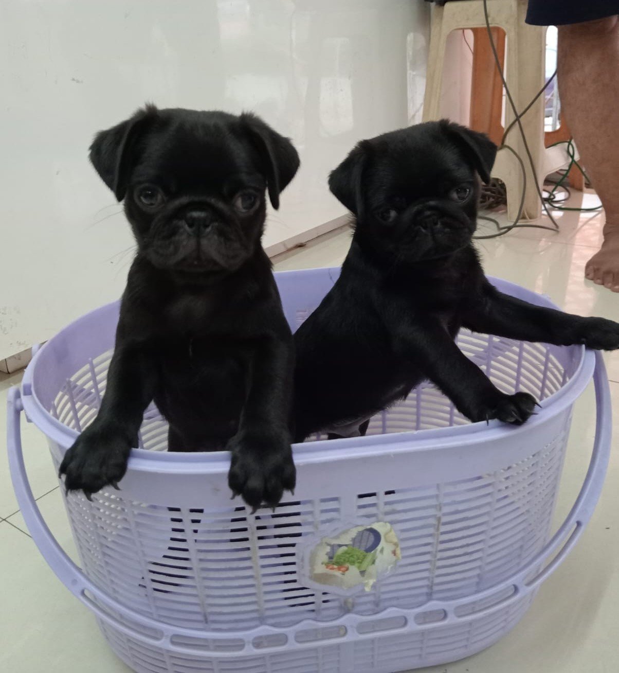 Pug Male Price in Ahmedabad