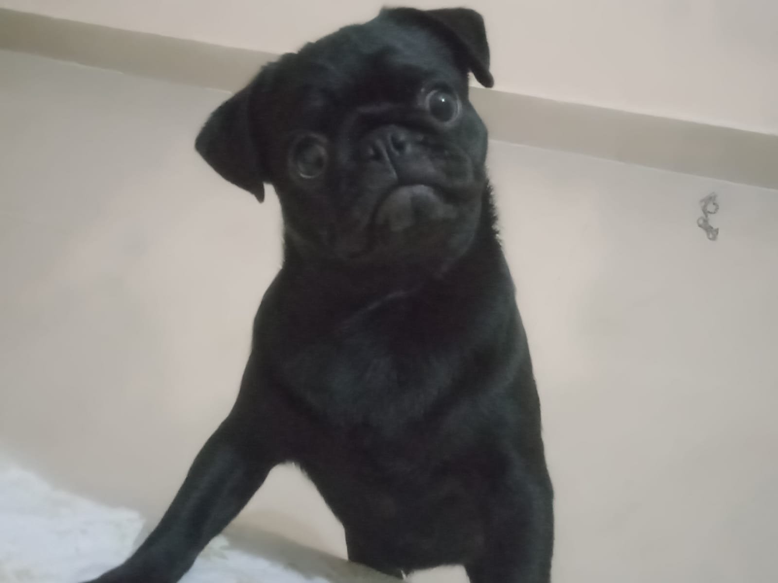 Pure Breed Pug price in Ahmedabad