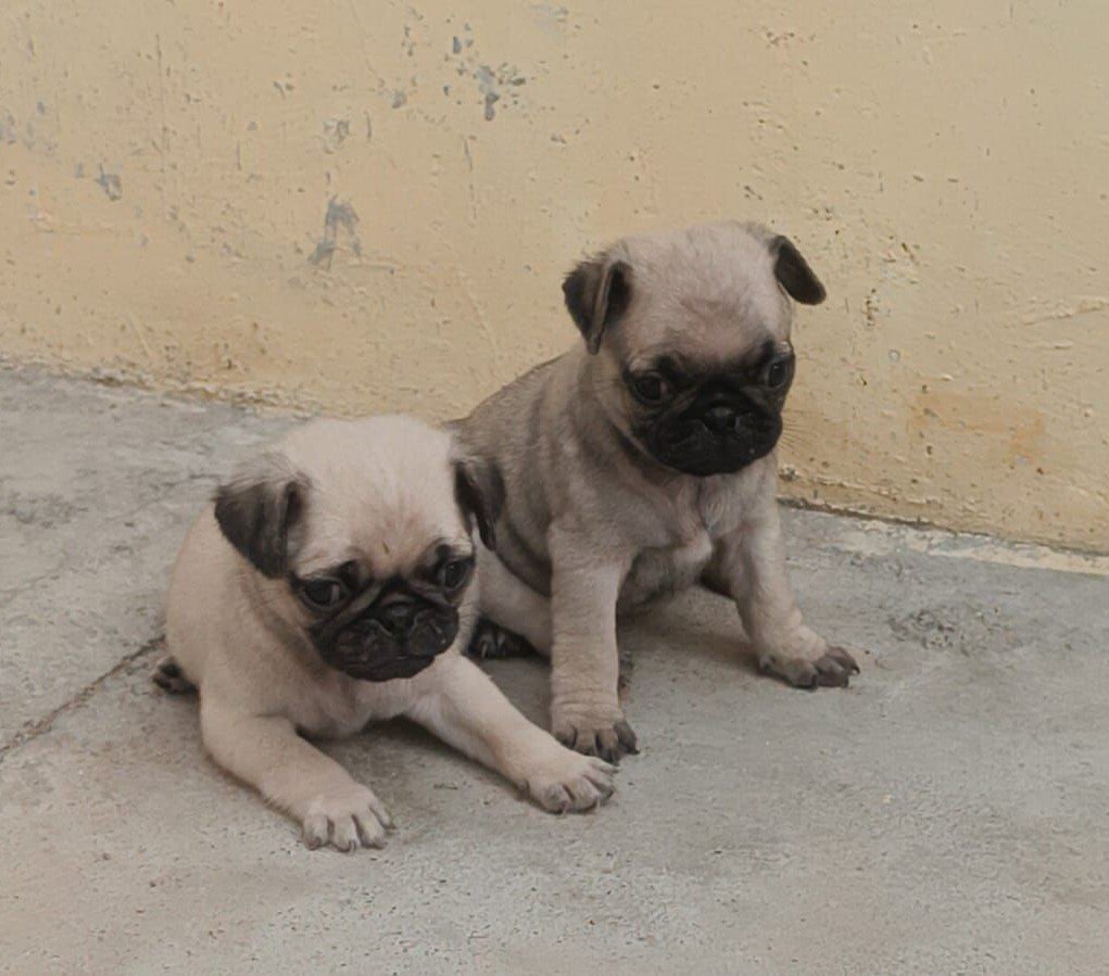 Pug online price in Ahmedabad