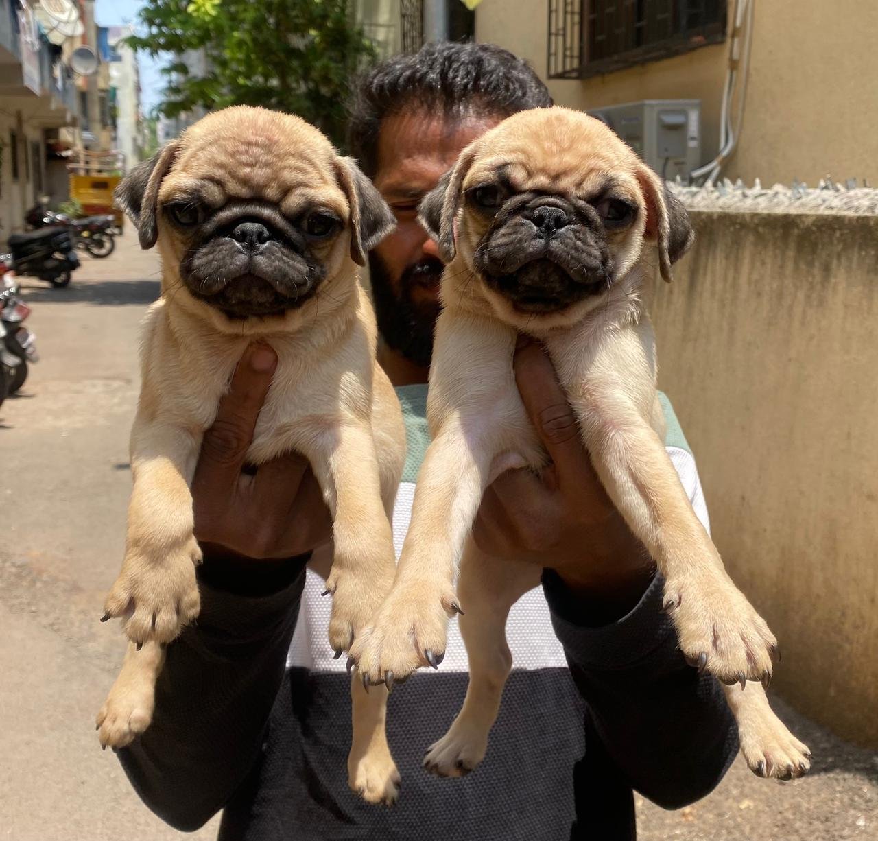 Pug Price In Bangalore