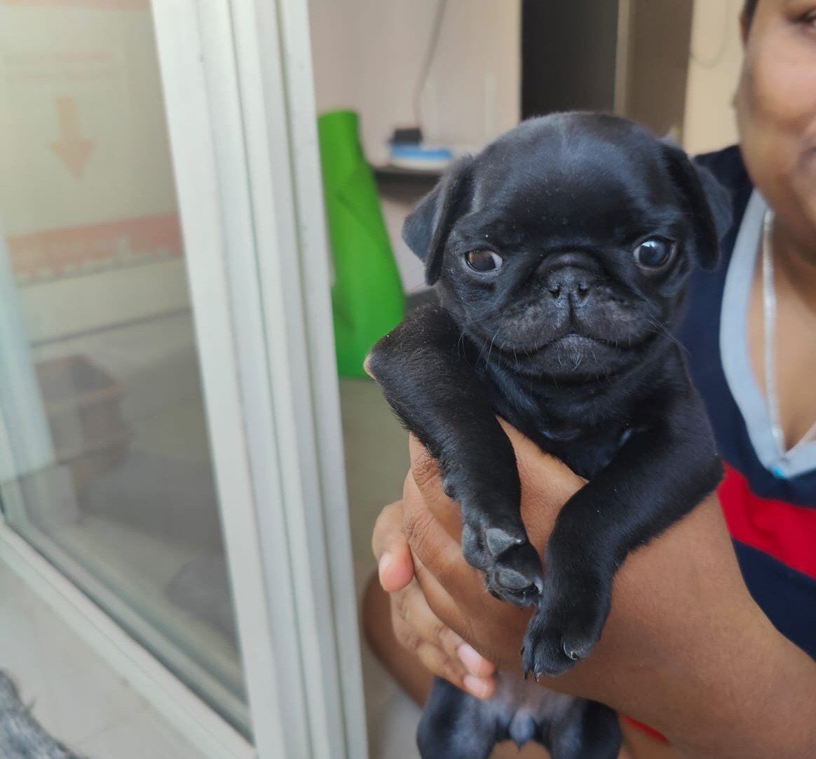 Pug dog breeder in Bangalore