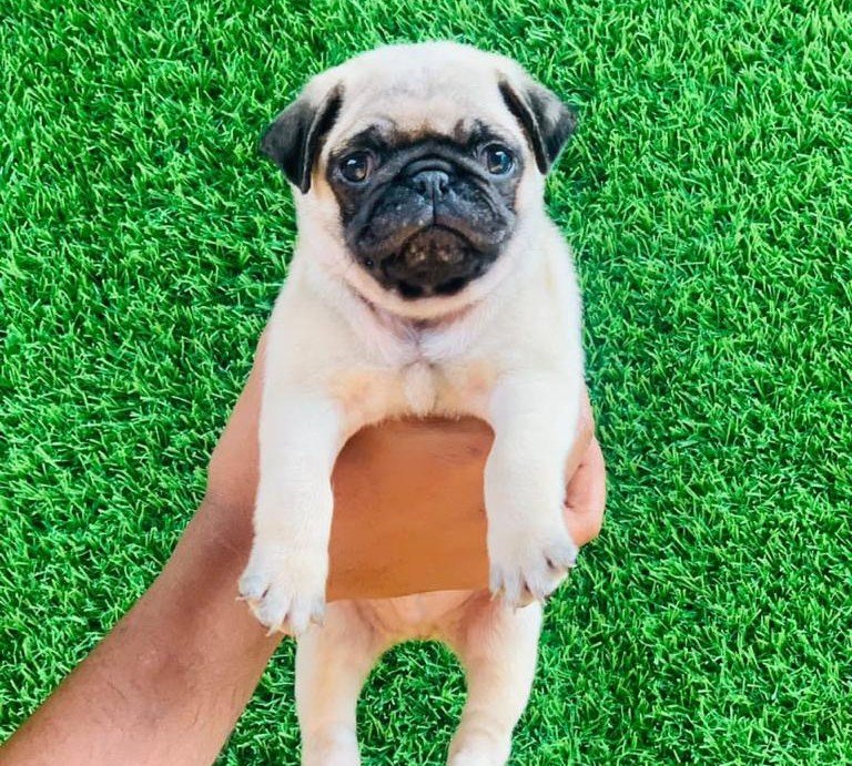Pug Female price in Bangalore