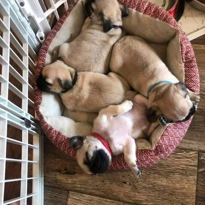 Pug Male Price in Bangalore
