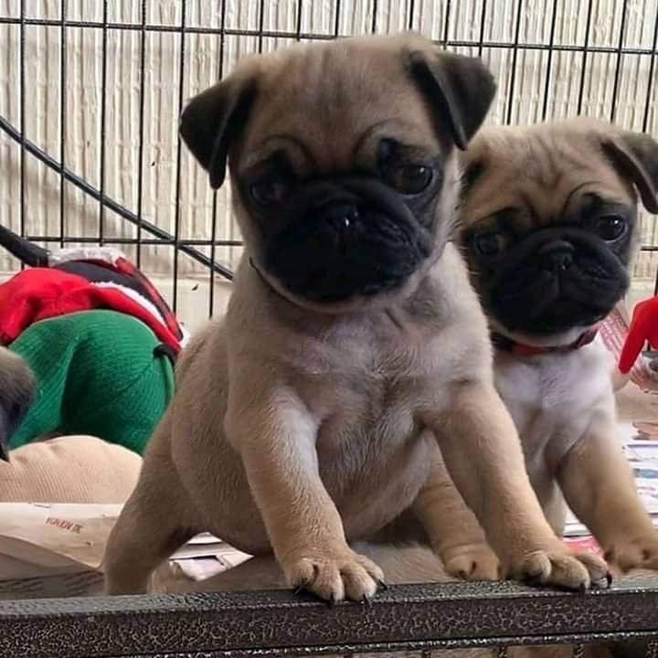 Pure Breed Pug price in Bangalore