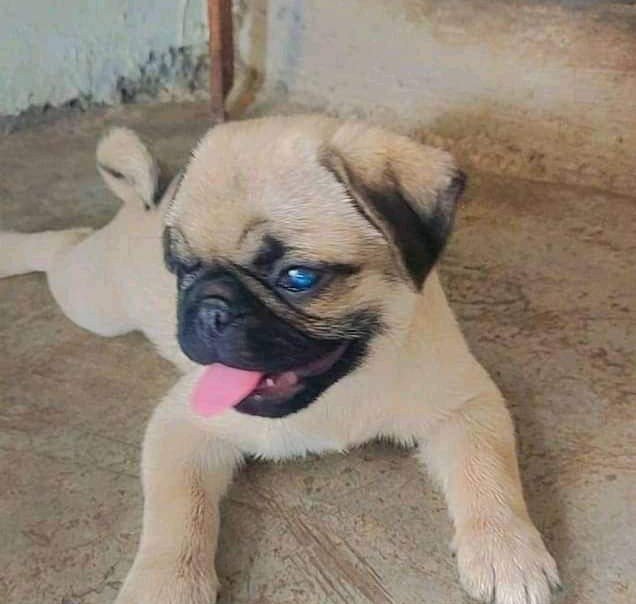 Pug online price in Bangalore