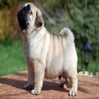 Pug dog breeder in mumbai