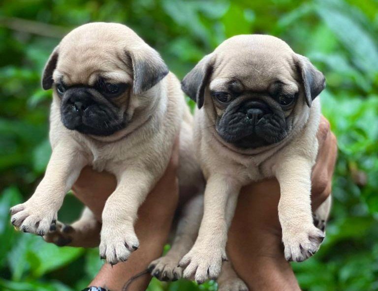 Pug price in mumbai