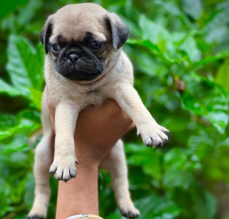 Pug Price In Chennai
