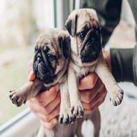 Pug dog breeder in Chennai