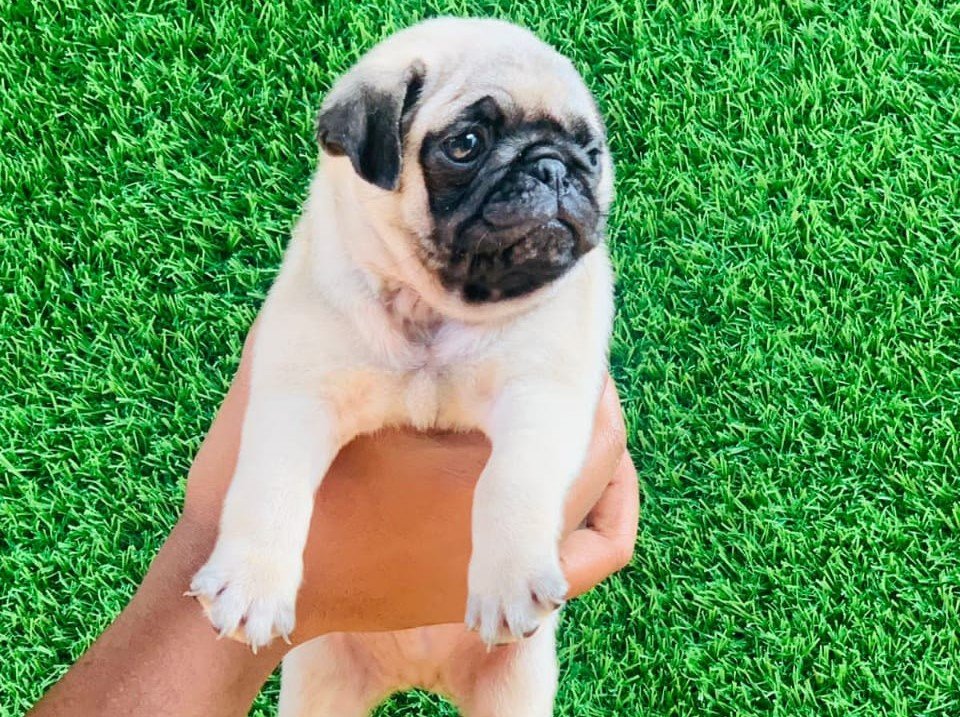Pug Female price in Chennai