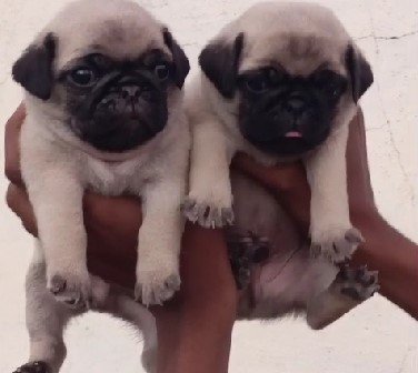 Pure Breed Pugprice in Chennai