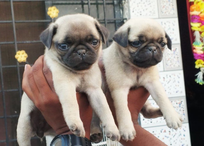 Pug online price in Chennai