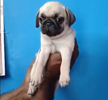 pug price in goa