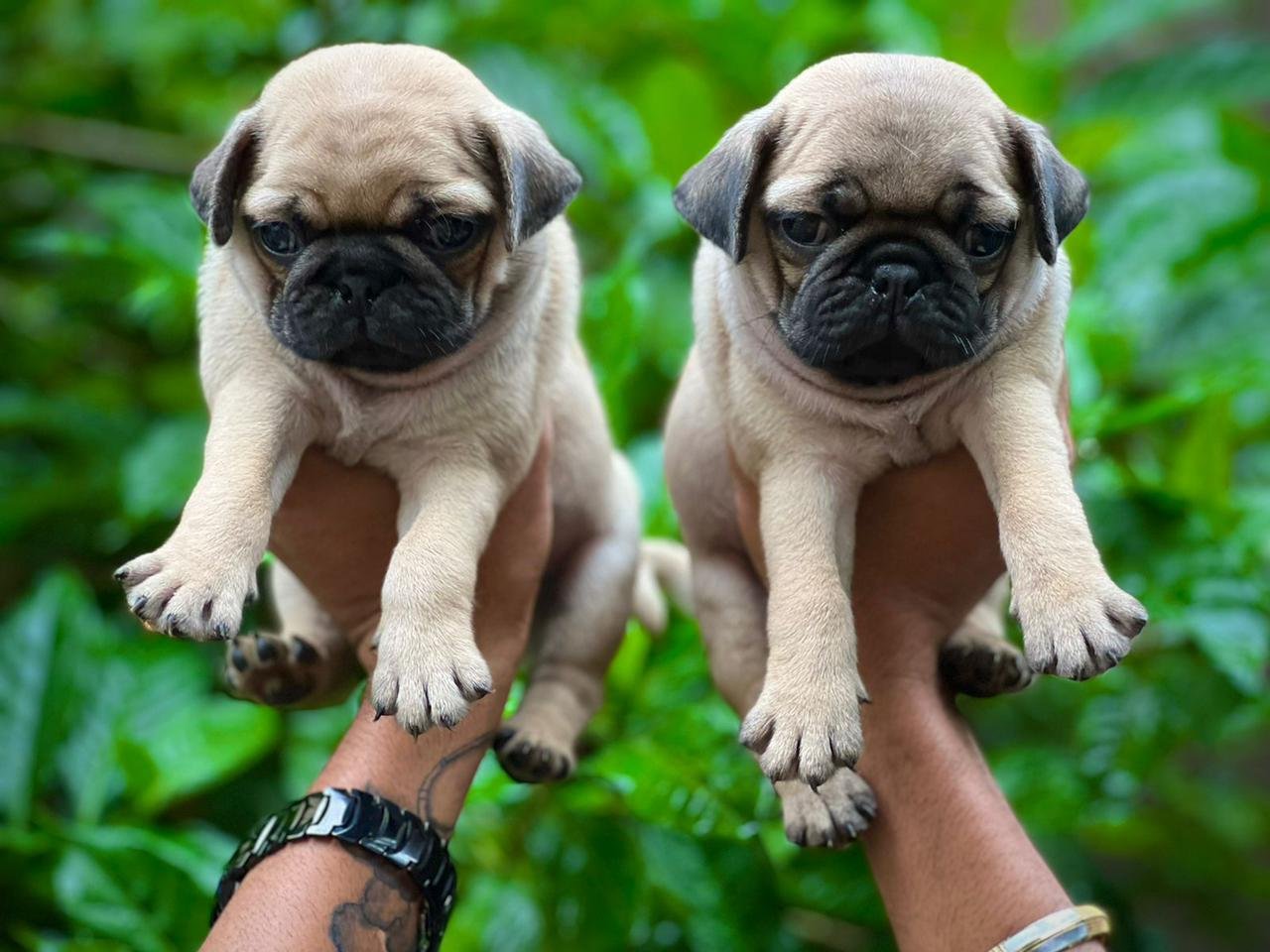pug for sale online in goa