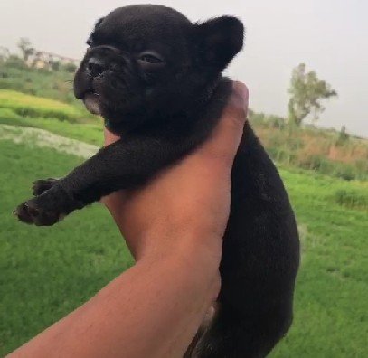 Pug Price In Hyderabad