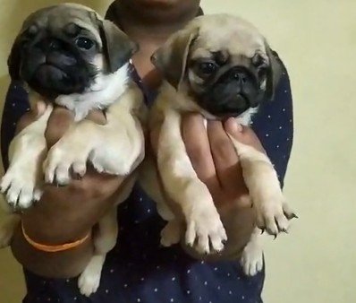 Pug dog breeder in Hyderabad