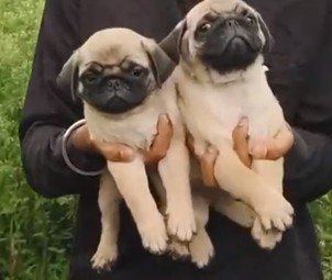 Pug Female price in Hyderabad