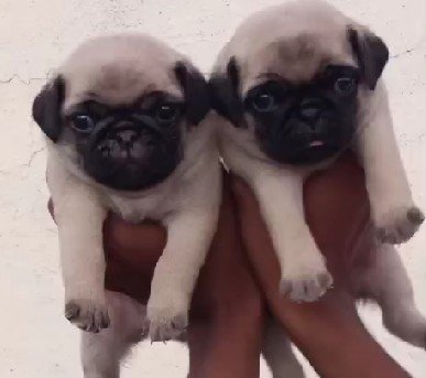 Pug Male Price in Hyderabad