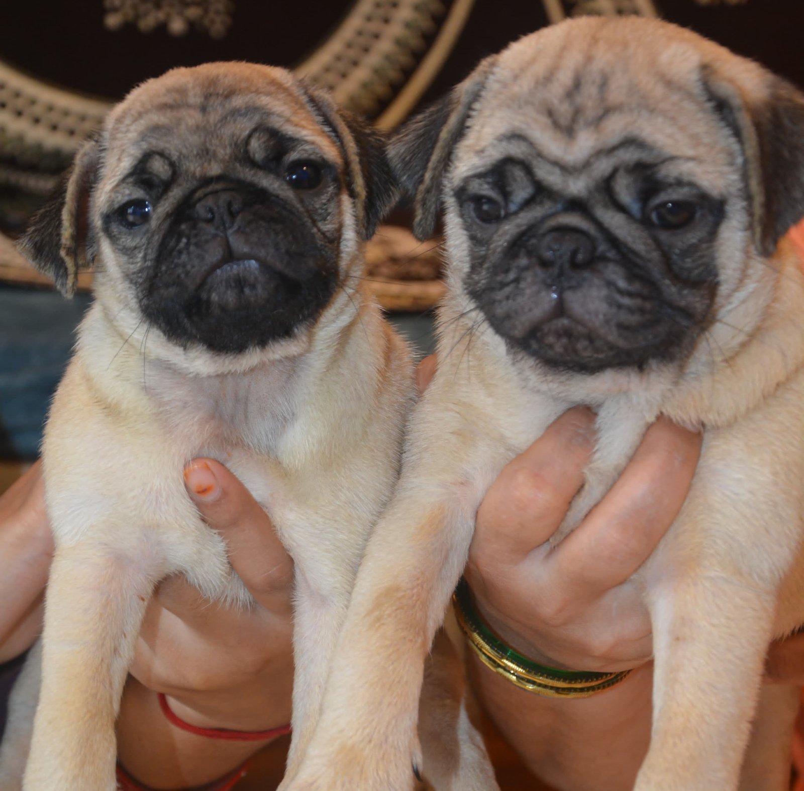 Pure Breed Pug price in Hyderabad