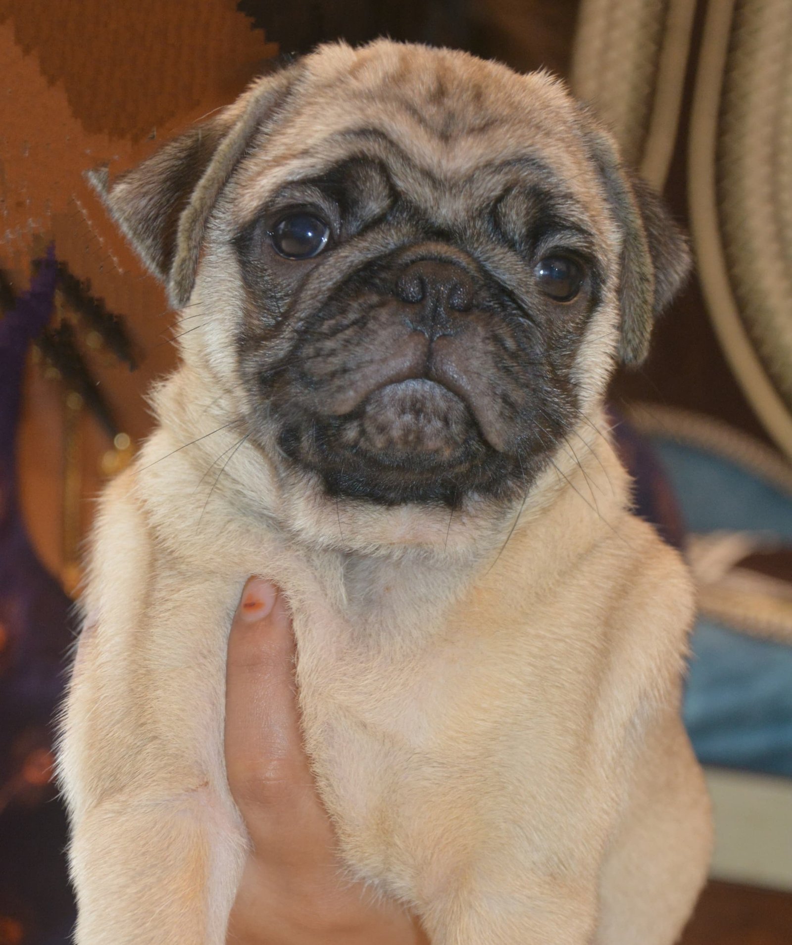 Pug online price in Hyderabad