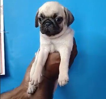 Pug price in india