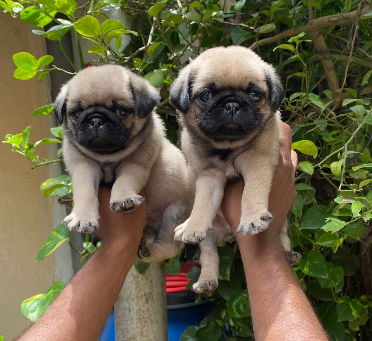 Pug male price in india