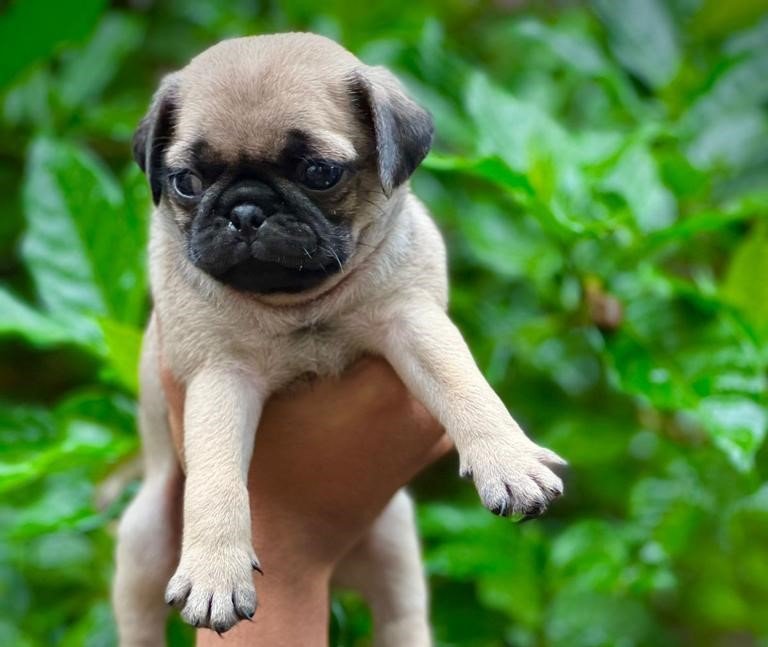 Pug female price in india