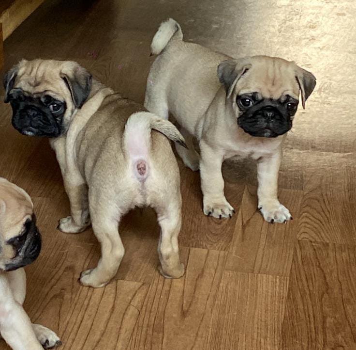 Pug for sale online in india