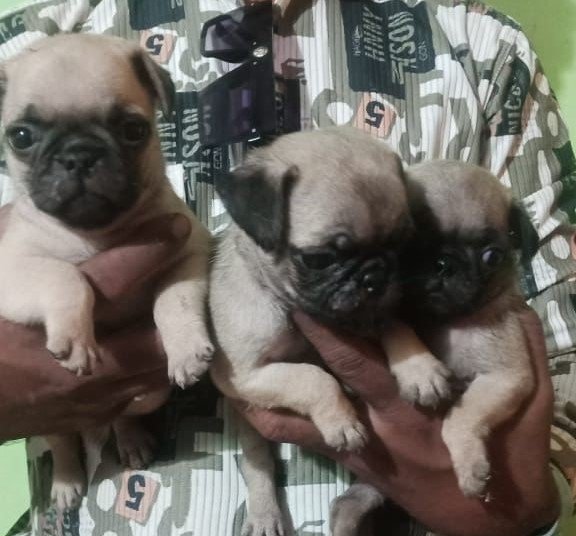 Pug price in pune