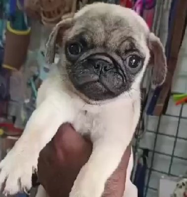 Pug male price in pune