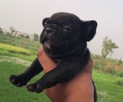 Pug female price in pune