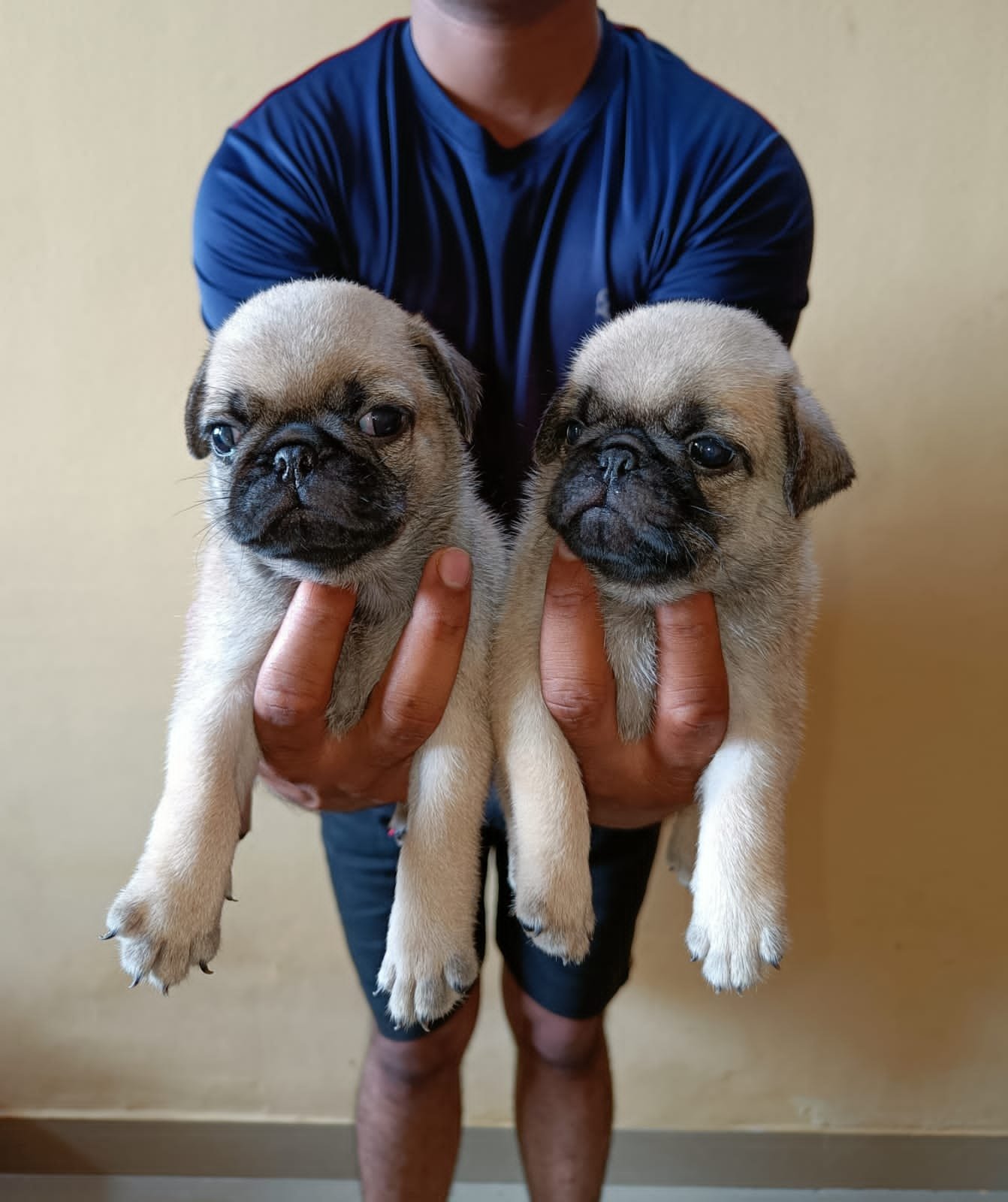 Pug puppies price in pune