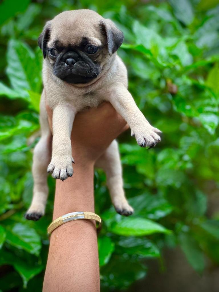 Pug dog breeder in pune