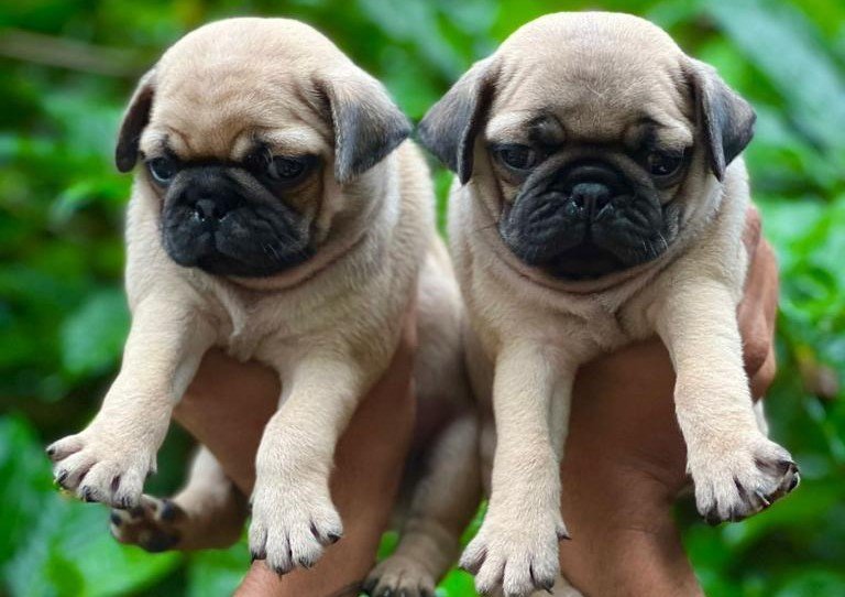 Pug price in pune