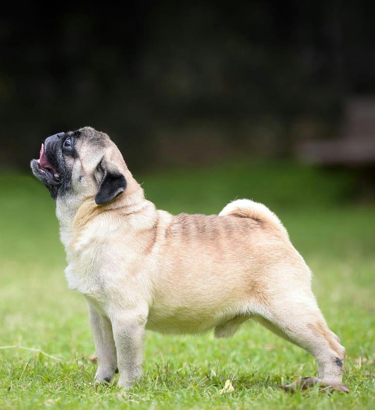 Pug Price In Vizag
