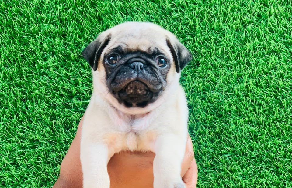 Pug Male Price in Vizag