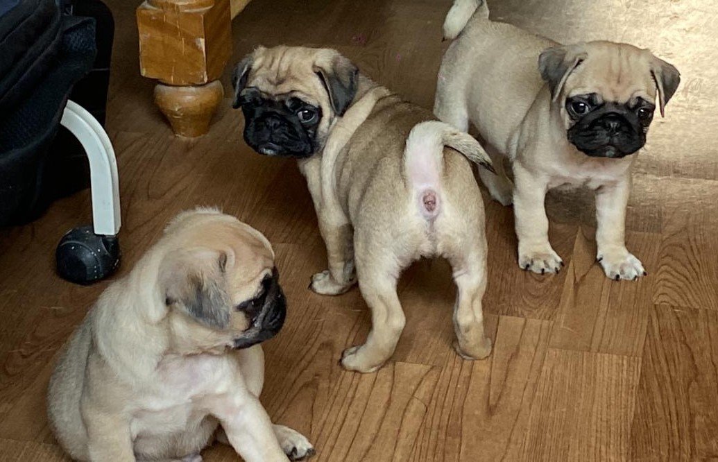 Pure Breed Pug price in Vizag