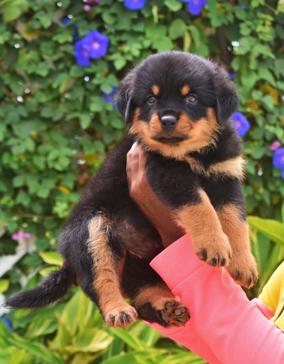 Rottweiler Price In Ahmedabad