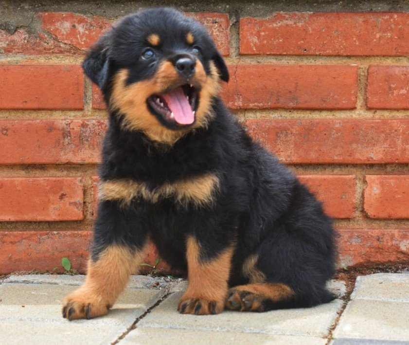 Rottweiler dog breeder in Ahmedabad