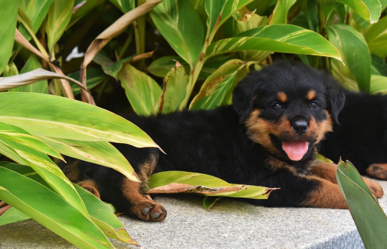 Rottweiler Female price in Ahmedabad