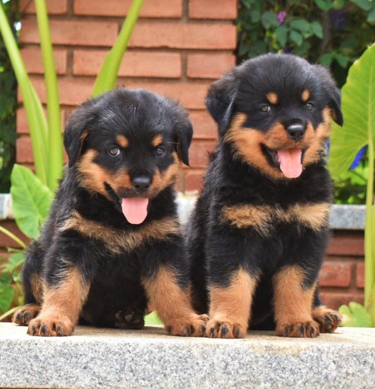 Rottweiler Male Price in Ahmedabad