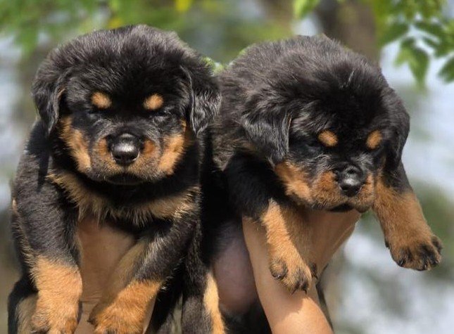 Pure Breed Rottweiler price in Ahmedabad