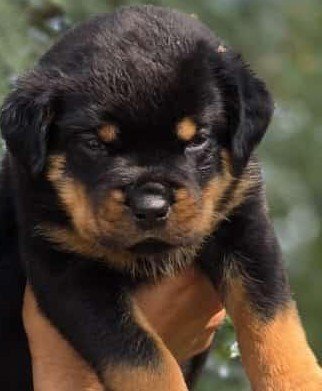 Rottweiler online price in Ahmedabad