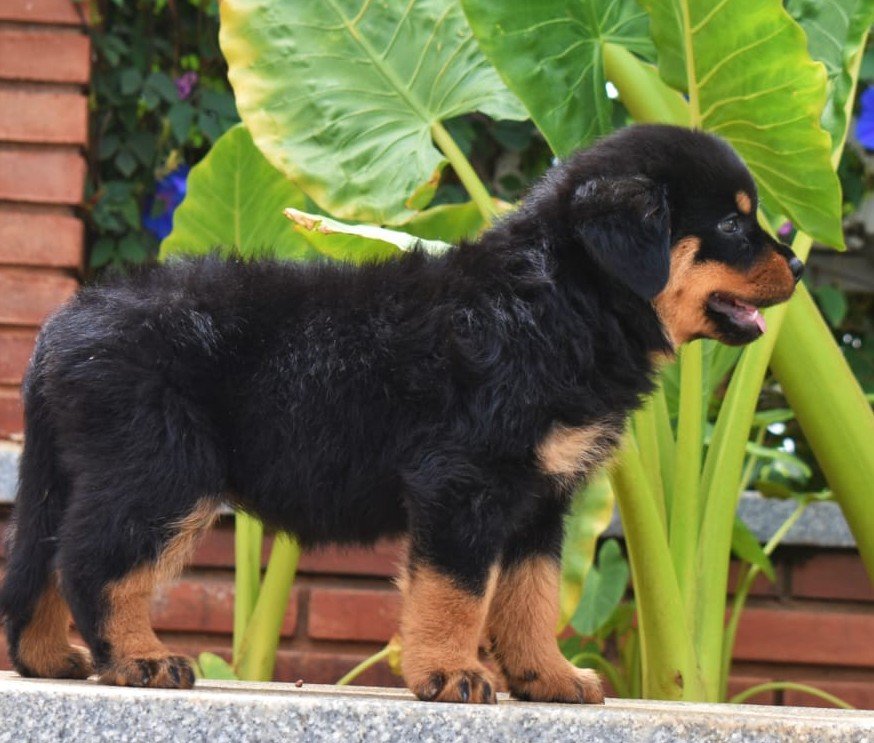 Rottweiler Price In Bangalore