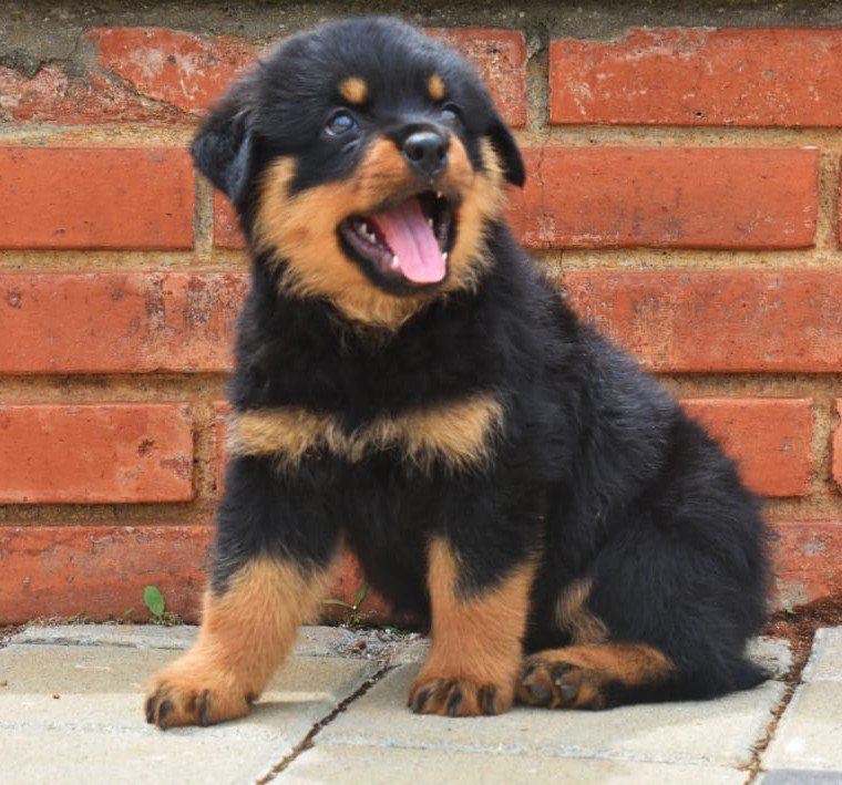 Rottweiler dog breeder in Bangalore