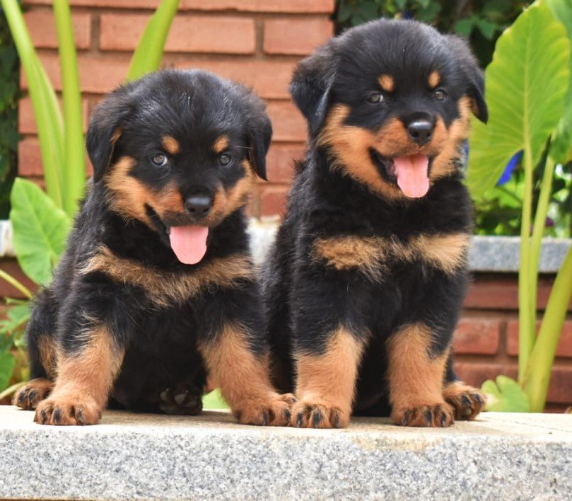 Rottweiler Female price in Bangalore