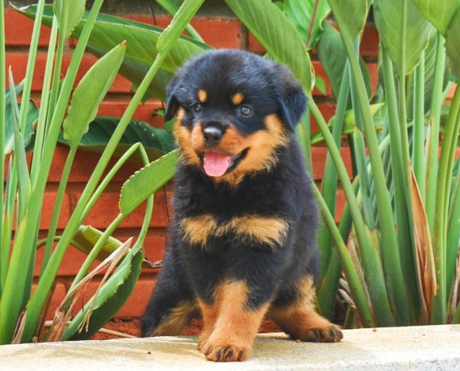 Rottweiler Male Price in Bangalore