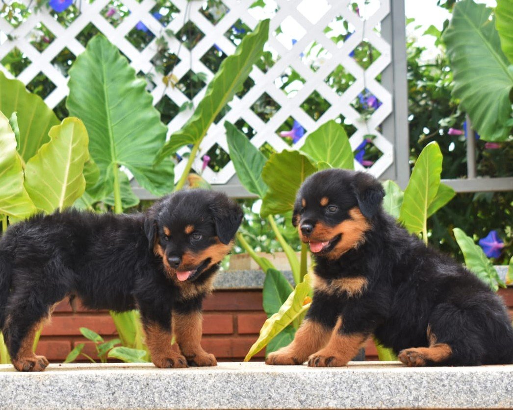 Pure Breed Rottweiler price in Bangalore