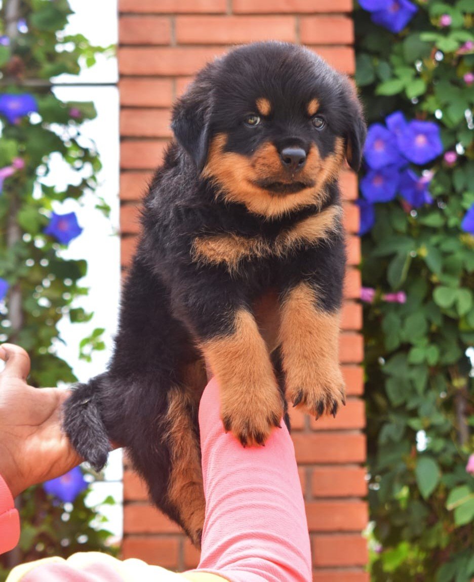 Rottweiler online price in Bangalore